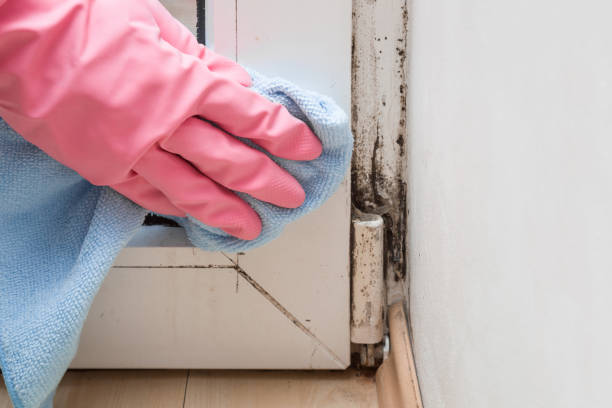 Farmers Branch, TX Mold Removal Company